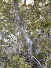 Juniperus pinchotii