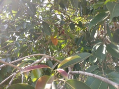 Syzygium