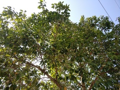 Syzygium