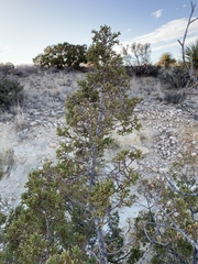Juniperus pinchotii
