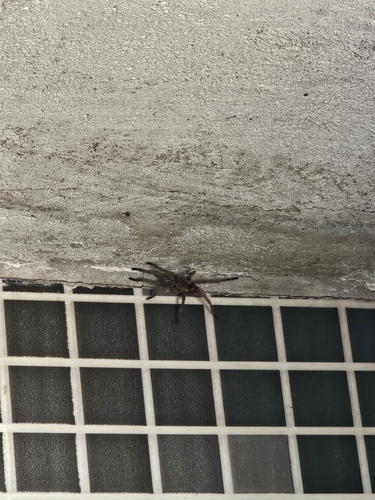 Exilis Bronze Tarantula
