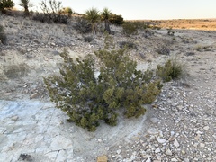Juniperus pinchotii