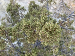 Juniperus pinchotii