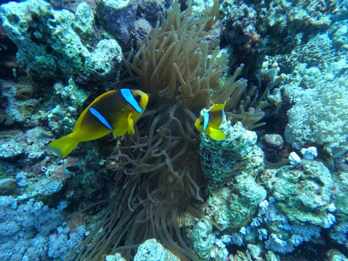 Amphiprion bicinctus