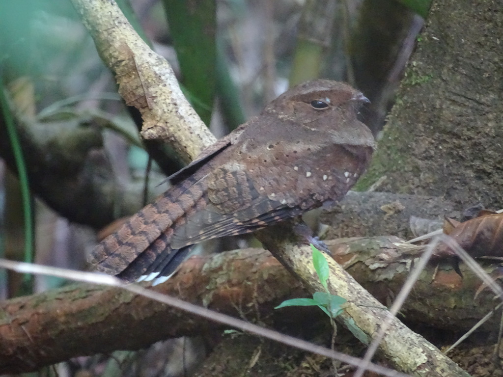 Ocellated Poorwill from Puerto Lempira, gracias a dios, Honduras on ...
