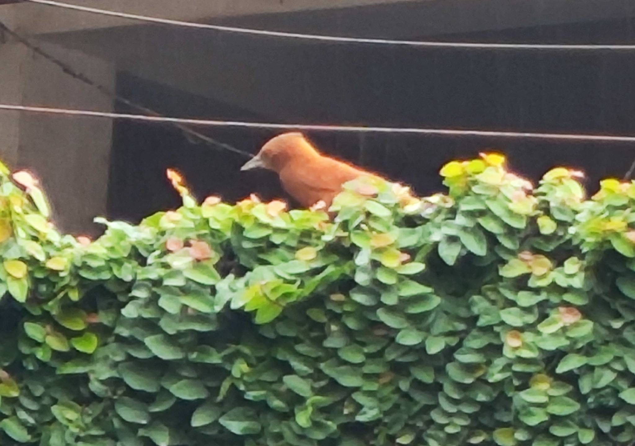 Grey-crested Cacholote (Pseudoseisura unirufa), photo 3