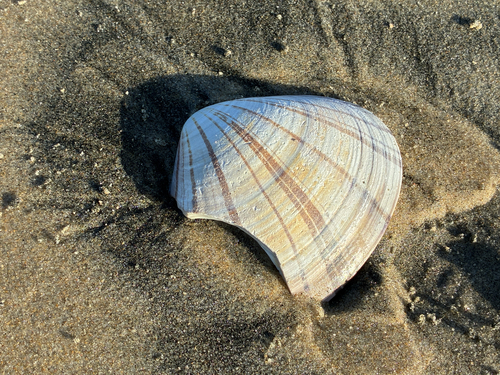 Tivela stultorum