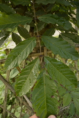 Stereospermum chelonoides