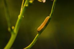 Anthocharis cardamines