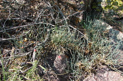 Ephedra dahurica