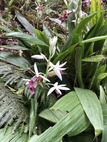Calanthe tankervilleae