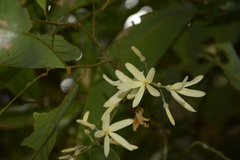 Vatica lanceaefolia