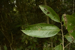 Vatica lanceaefolia