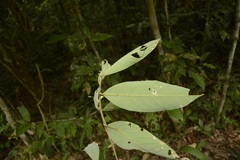 Vatica lanceaefolia