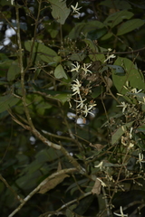 Vatica lanceaefolia