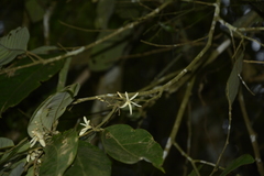 Vatica lanceaefolia