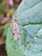 Cramptonomyia spenceri