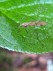 Cramptonomyia spenceri