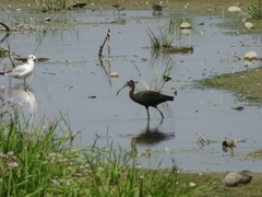 Plegadis falcinellus