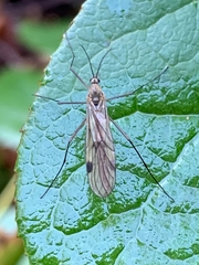 Cramptonomyia spenceri