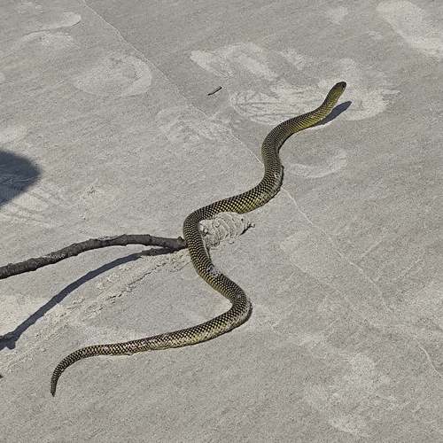 Military Ground Snake