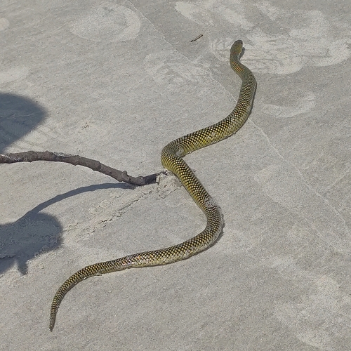 Military Ground Snake