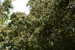Vatica lanceaefolia
