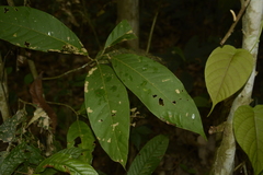 Vatica lanceaefolia