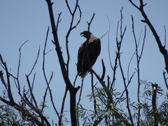 Haliaeetus albicilla