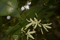 Vatica lanceaefolia
