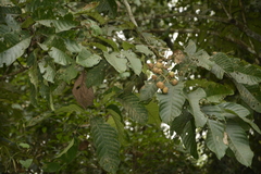 Vatica lanceaefolia