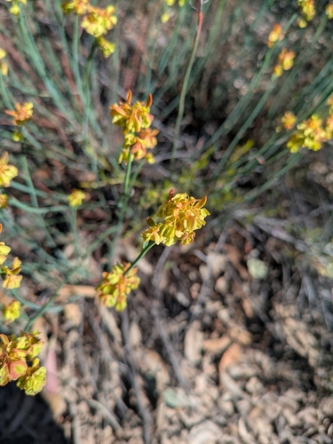 Glischrocaryon behrii, photograph 6