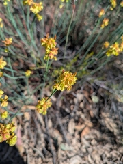 Glischrocaryon behrii, photograph (c) Zara, some rights reserved (CC BY)