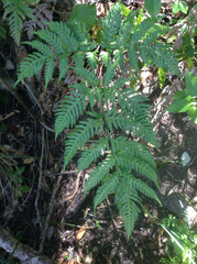 Pteris carsei