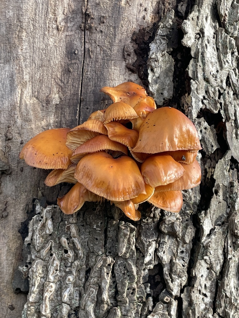 Flammulina · February 2026 · photo: © threeseven (iNaturalist, cc0)