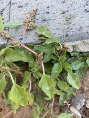 Image of Amaranthus blitum