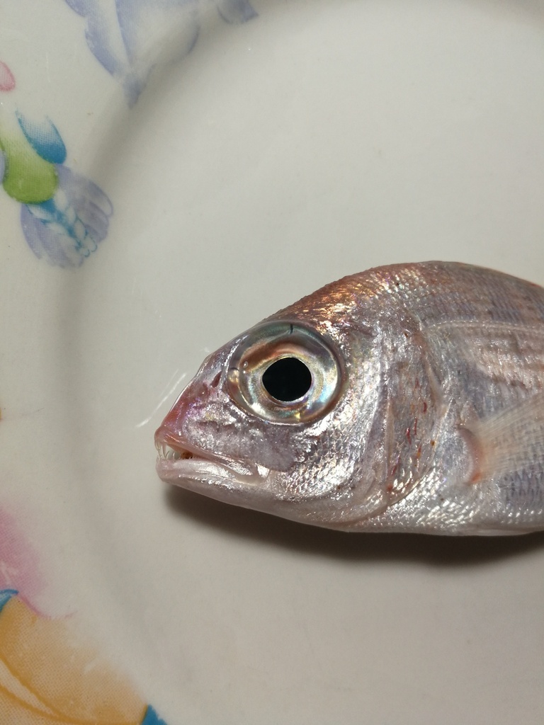 Pink dentex (Dentex gibbosus) — Sparidae