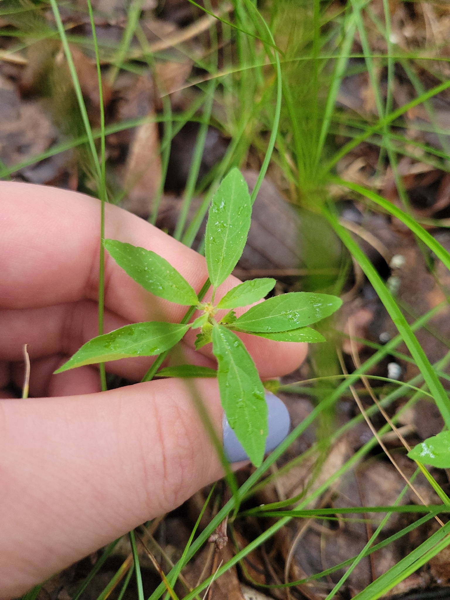 Virginia Three-Seed Mercury (Acalypha virginica)