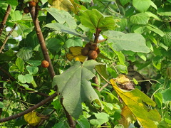 Ficus simplicissima