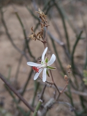 Pelargonium carnosum carnosum