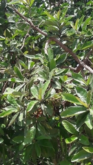 Aegiphila verticillata