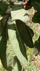 Aegiphila verticillata