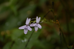 Pseuderanthemum latifolium