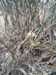 Pelargonium carnosum carnosum