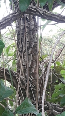 Aegiphila verticillata