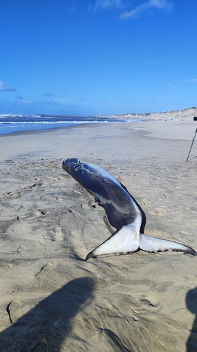 Balaenoptera physalus