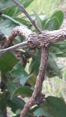 Aegiphila verticillata