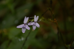 Pseuderanthemum latifolium