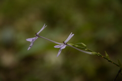 Pseuderanthemum latifolium