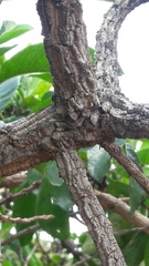 Aegiphila verticillata